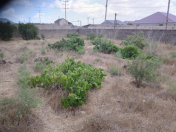 Satılır 6 sot torpaq Qala