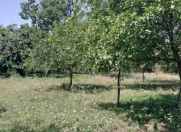 Satılır 10 sot torpaq Qəbələ