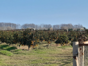 Satılır 600 sot torpaq Lənkəran