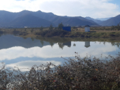 Satılır 4216 sot torpaq Lənkəran