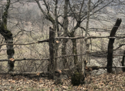 Satılır 30 sot torpaq Qəbələ