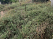 Satılır 6 sot torpaq Novxanı