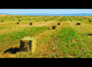 Satılır 4 sot torpaq Sabirabad