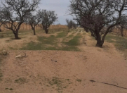 Satılır 53 sot torpaq Masazır