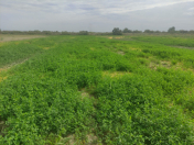 Satılır 324 sot torpaq Göyçay