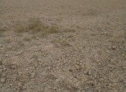 Satılır 435 sot torpaq Perekeşkül