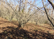 Satılır 23 sot torpaq Xudat