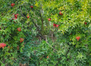 Satılır 6 sot torpaq Ceyranbatan