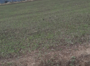 Satılır 20 sot torpaq Qusar