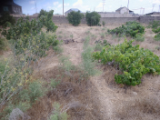 Satılır 6 sot torpaq Qala