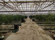 Satılır 10 otaqlı 50000 m2 obyekt Zirə