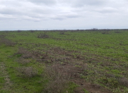 Satılır 1900 sot torpaq Yevlax