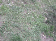 Satılır 150 sot torpaq Abşeron r.