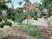Satılır 3 otaqlı 110 m2 həyət evi Hövsan