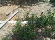 Satılır 3 sot torpaq Şirvan