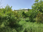 Satılır 25 sot torpaq Xızı