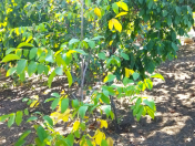 Satılır 3 otaqlı 100 m2 həyət evi Şamaxı