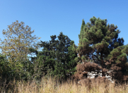 Satılır 1400 sot torpaq Şamaxı