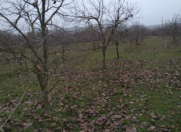 Satılır 114 sot torpaq Göyçay