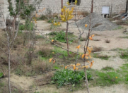 Satılır 5 otaqlı 130 m2 həyət evi Qala