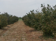 Satılır 50000 sot torpaq Xaçmaz