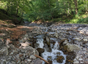 Satılır 100 sot torpaq Qəbələ