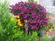 Satılır 6 otaqlı 220 m2 həyət evi Köhnə Günəşli