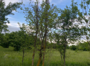 Satılır 50 sot torpaq Qax