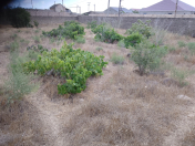 Satılır 6 sot torpaq Qala