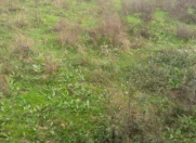 Satılır 15 sot torpaq Lənkəran