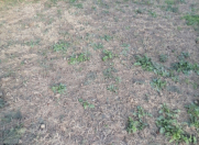 Satılır 5.7 sot torpaq Gəncə