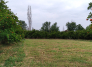 Satılır 30 sot torpaq Sabirabad