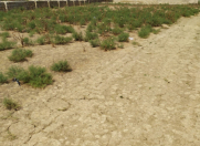 Satılır 8 sot torpaq Saray