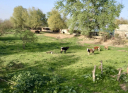 Satılır 2500 sot torpaq Şirvan