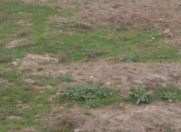 Satılır 1440 sot torpaq Xızı