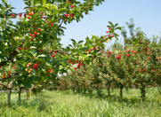 Satılır 50 sot torpaq Lənkəran