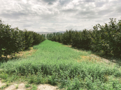 Satılır 1000 sot torpaq Oğuz