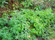 Satılır 11 sot torpaq Qəbələ