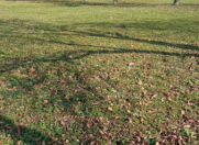 Satılır 30 sot torpaq Qəbələ