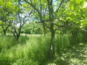 Satılır 8 sot torpaq Xaçmaz