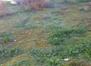 Satılır 3 sot torpaq Binə