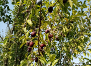 Satılır 35 sot torpaq Xaçmaz