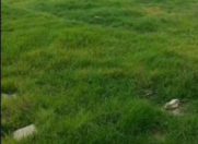 Satılır 150000 sot torpaq Göygöl