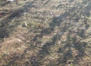 Satılır 5 sot torpaq 28 may