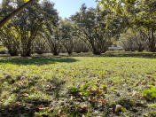 Satılır 40 sot torpaq Oğuz