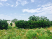 Satılır 25 sot torpaq Nardaran