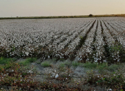 Satılır 3100 sot torpaq Neftçala