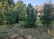 Satılır 10 sot torpaq İsmayıllı