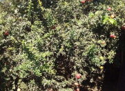 Satılır 4 otaqlı 120 m2 həyət evi Zığ