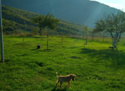 Satılır 3 otaqlı 65 m2 həyət evi İsmayıllı